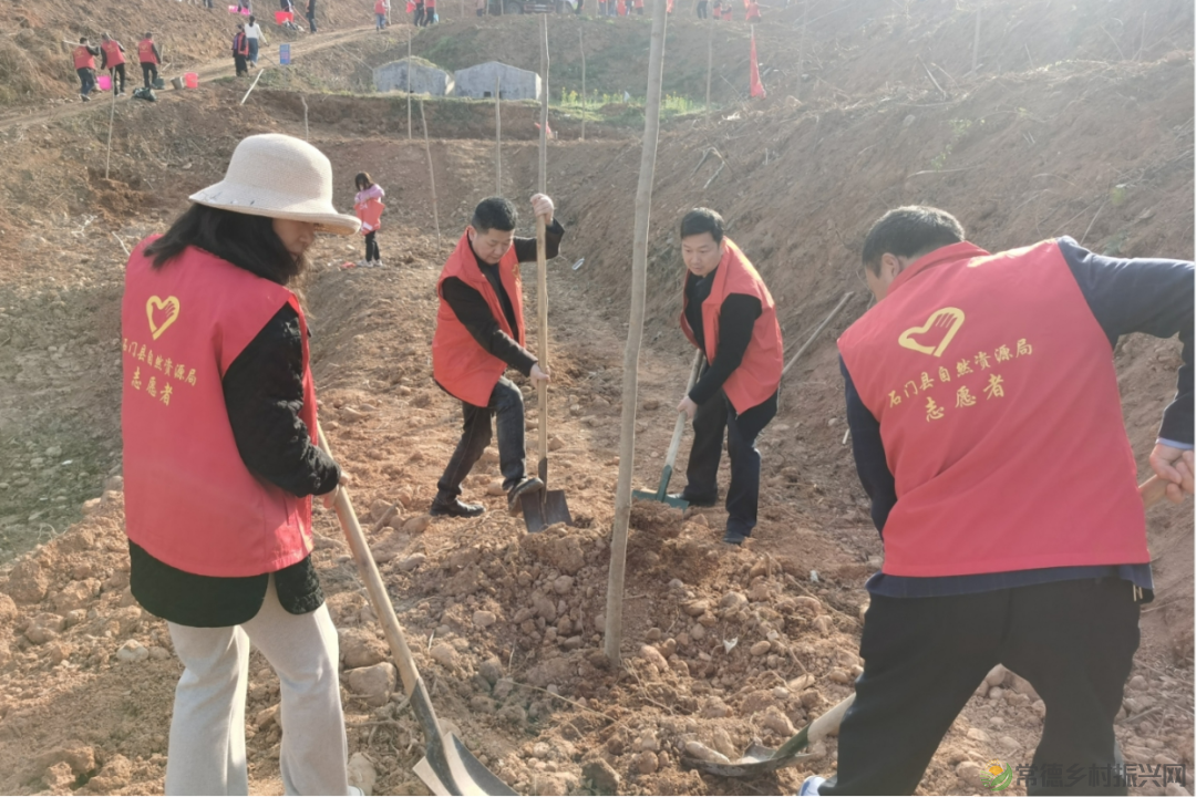 植此青绿 不负自然——常德市自然资源规划系统开展植树活动(图7)