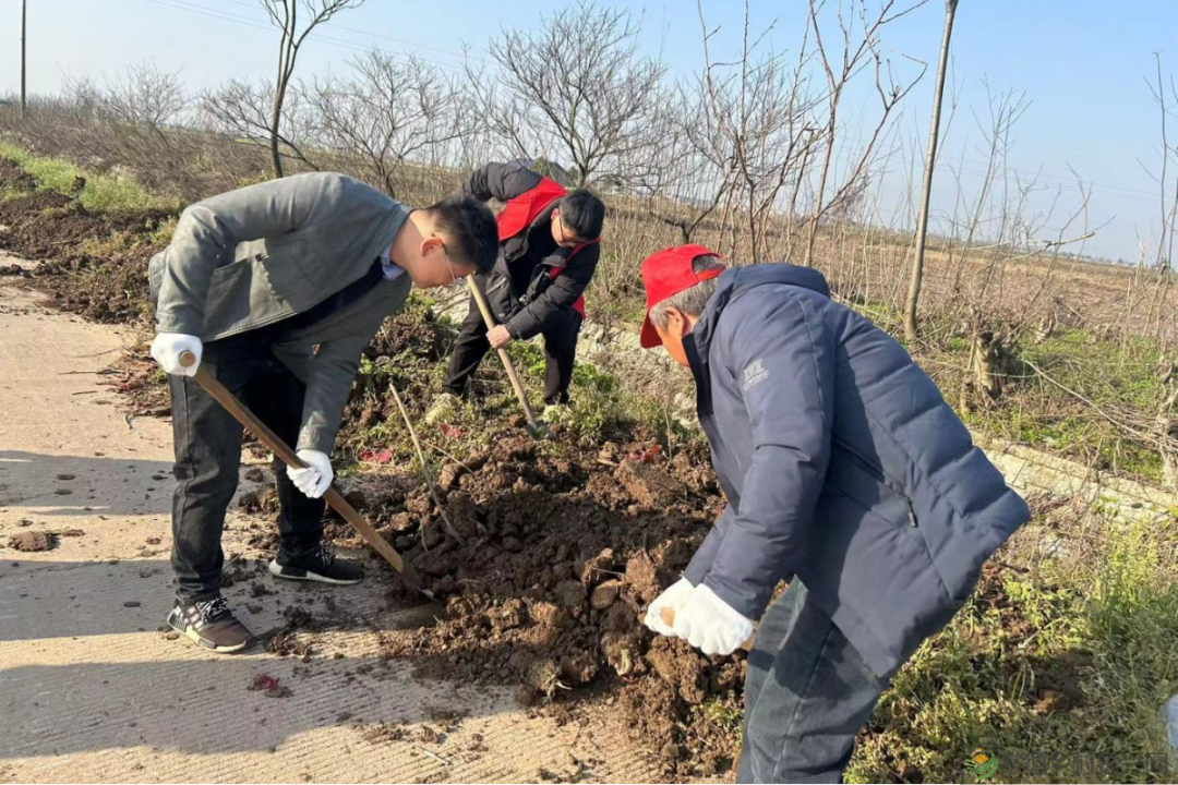 植此青绿 不负自然——常德市自然资源规划系统开展植树活动(图10)