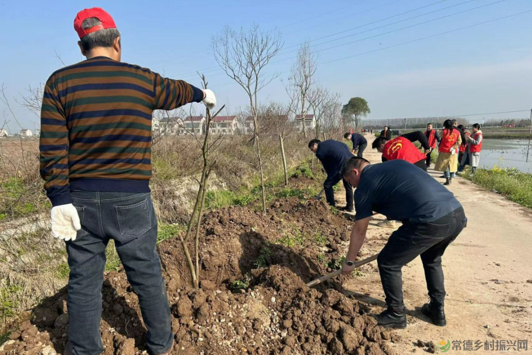 植此青绿 不负自然——常德市自然资源规划系统开展植树活动(图11)