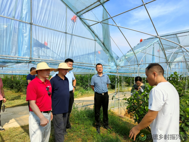 常德市| 国家乡村振兴局、中国科协组建的脱贫县柑橘产业顾问组来石调研 石门柑橘产业发展再获新机遇