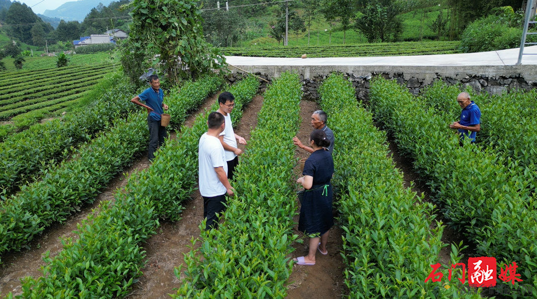常德石门壶瓶山镇:小小茶叶绿了青山富了百姓(图3) 常德石门壶瓶山镇:小小茶叶绿了青山富了百姓(图3)