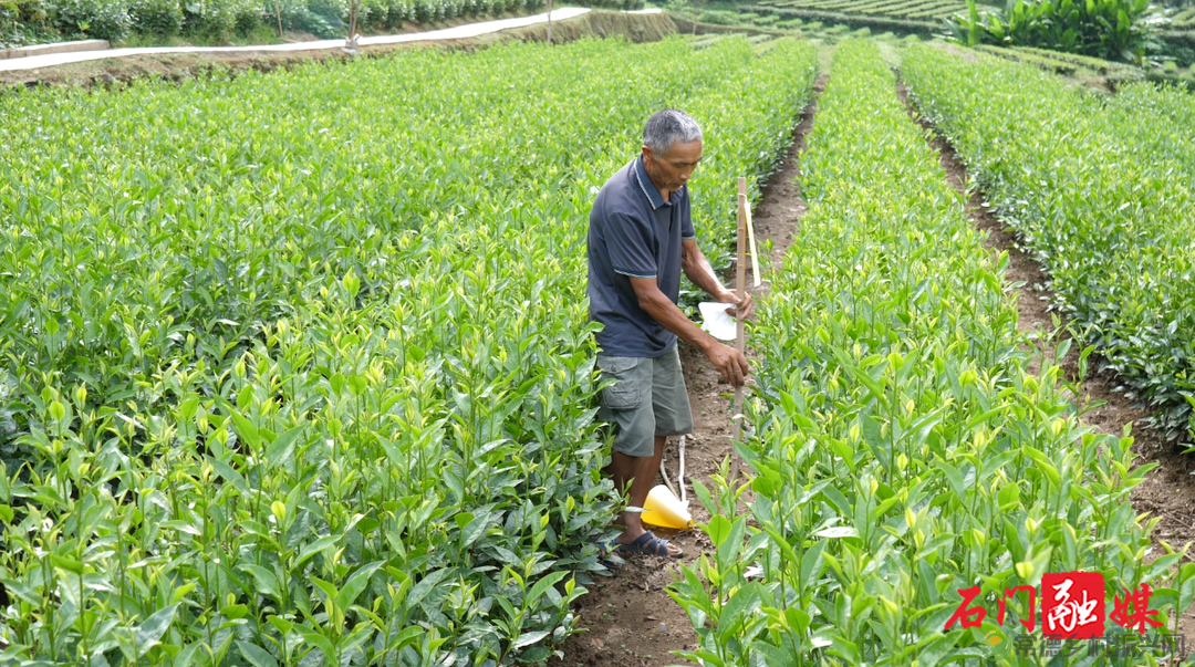 常德石门壶瓶山镇:小小茶叶绿了青山富了百姓(图4) 常德石门壶瓶山镇:小小茶叶绿了青山富了百姓(图4)