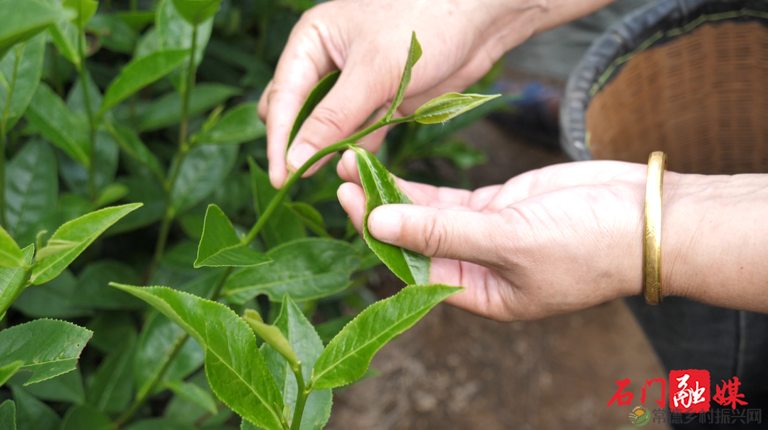 常德石门壶瓶山镇:小小茶叶绿了青山富了百姓(图5) 常德石门壶瓶山镇:小小茶叶绿了青山富了百姓(图5)