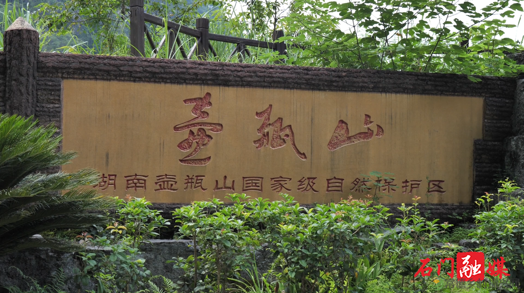 常德石门壶瓶山镇:小小茶叶绿了青山富了百姓(图6) 常德石门壶瓶山镇:小小茶叶绿了青山富了百姓(图6)