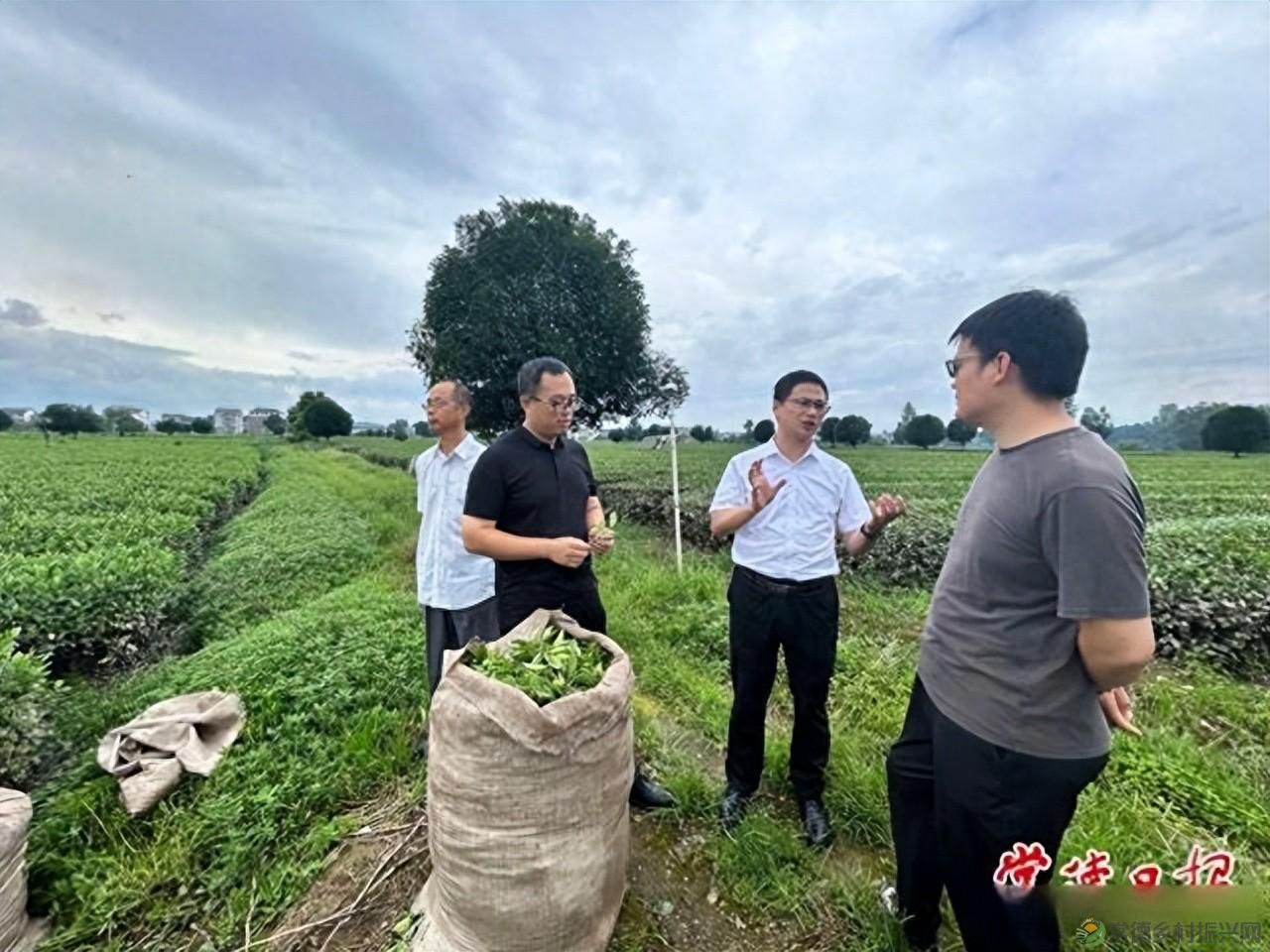 省市茶叶专家指导常德茶产业发展(图1) 省市茶叶专家指导常德茶产业发展(图1)