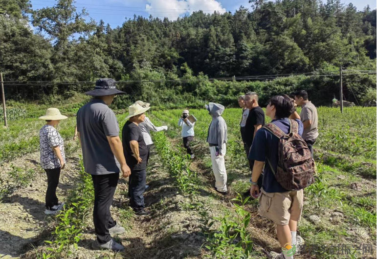 省市茶叶专家联合会诊 助力石门县出口有机茶生产(图4) 省市茶叶专家联合会诊 助力石门县出口有机茶生产(图4)