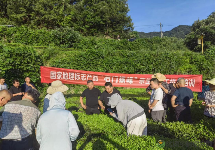 省市茶叶专家联合会诊 助力石门县出口有机茶生产(图3) 省市茶叶专家联合会诊 助力石门县出口有机茶生产(图3)