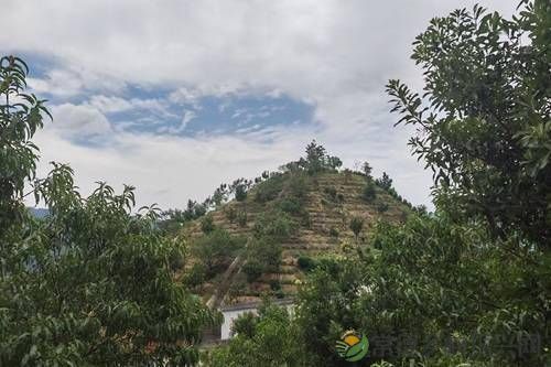 三下乡|“智赋新农，科技绘村”：茶庵铺镇茶产业的深度调研