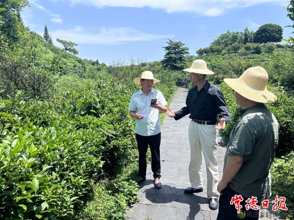 省茶叶产业技术体系湘北(常德)试验站助力茶产业发展(图2) 省茶叶产业技术体系湘北(常德)试验站助力茶产业发展(图2)