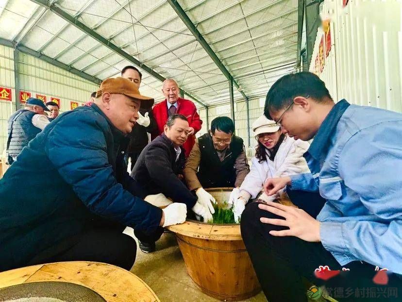 返乡青年“玩转”桃源野茶 (图4) 返乡青年“玩转”桃源野茶 (图4)