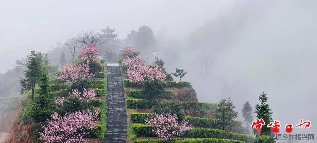 返乡青年“玩转”桃源野茶 (图2) 返乡青年“玩转”桃源野茶 (图2)