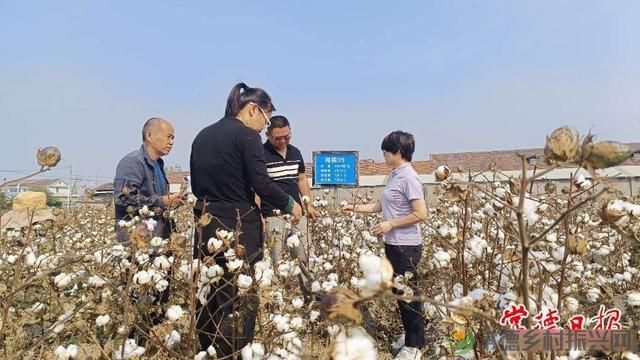 常德棉花全程机械化成为可能(图2) 常德棉花全程机械化成为可能(图2)