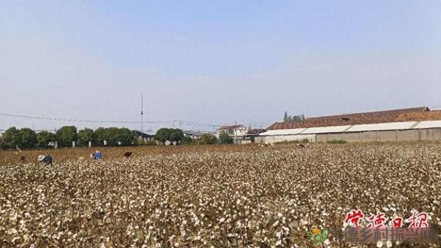 常德棉花全程机械化成为可能