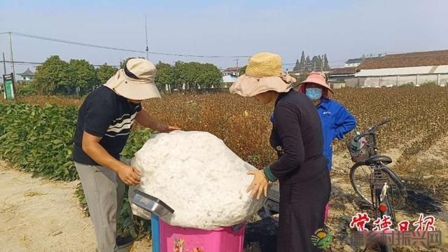 常德棉花全程机械化成为可能(图4) 常德棉花全程机械化成为可能(图4)