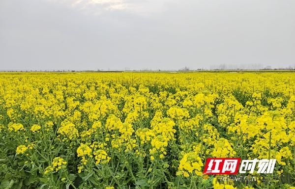 美丽常德 乡建有我丨蔡书劲:当好发展“中间人”为乡村振兴赋能(图1) 美丽常德 乡建有我丨蔡书劲:当好发展“中间人”为乡村振兴赋能(图1)