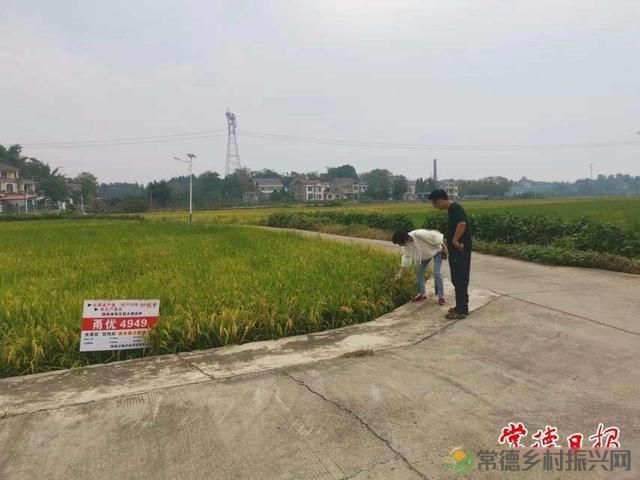 常德农科专家深入田间地头指导水稻生产(图2) 常德农科专家深入田间地头指导水稻生产(图2)