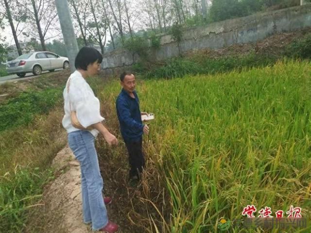 常德农科专家深入田间地头指导水稻生产