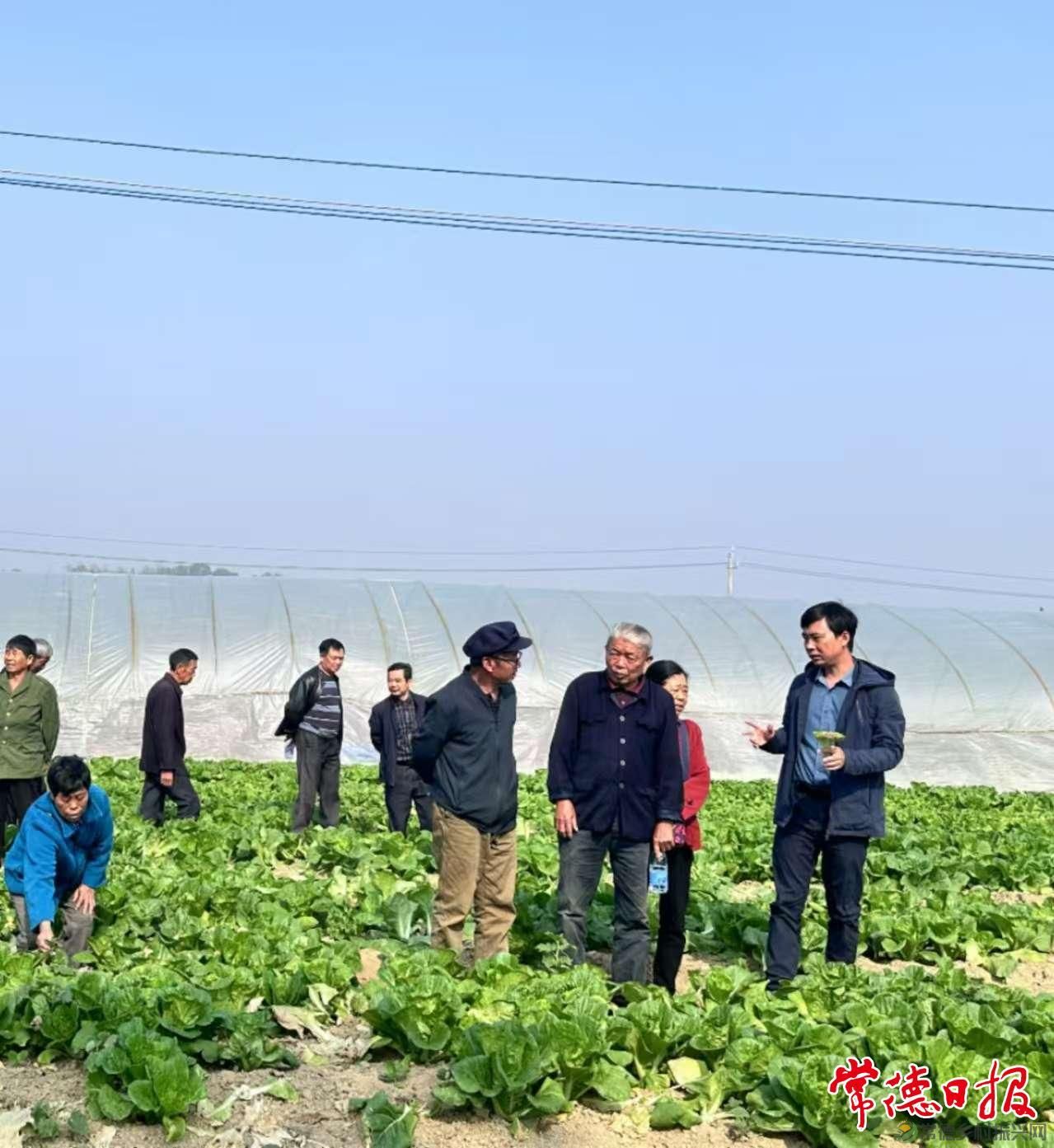 常德市农科院助力安乡菜薹产业发展(图3)