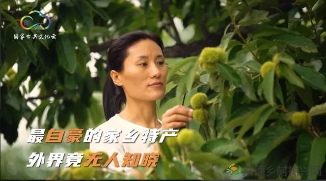 乡村振兴三农领域带头人 李子柒张一一白婳领衔(图6) 乡村振兴三农领域带头人 李子柒张一一白婳领衔(图6)