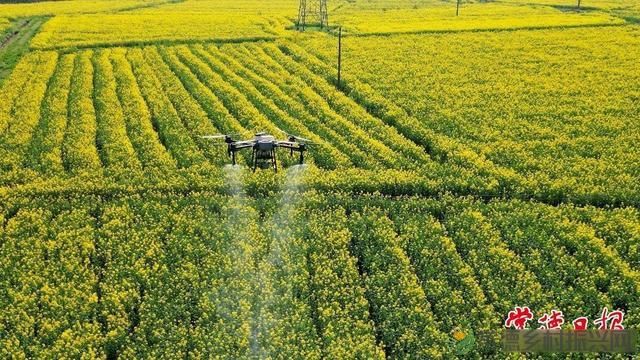 科技赋能油菜产业 “一促四防”为油菜稳产增收注入强动能(图3) 科技赋能油菜产业 “一促四防”为油菜稳产增收注入强动能(图3)