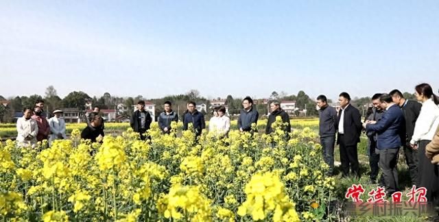 科技赋能油菜产业 “一促四防”为油菜稳产增收注入强动能