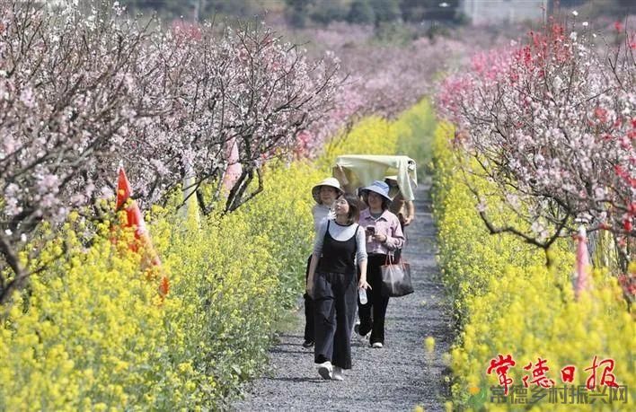 2025年桃花源文化旅游节即将启幕 欢迎五湖四海的朋友共赴桃花盛会(图4) 2025年桃花源文化旅游节即将启幕 欢迎五湖四海的朋友共赴桃花盛会(图4)
