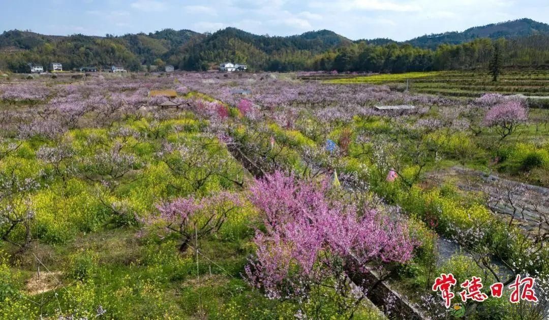 2025年桃花源文化旅游节即将启幕 欢迎五湖四海的朋友共赴桃花盛会(图6) 2025年桃花源文化旅游节即将启幕 欢迎五湖四海的朋友共赴桃花盛会(图6)