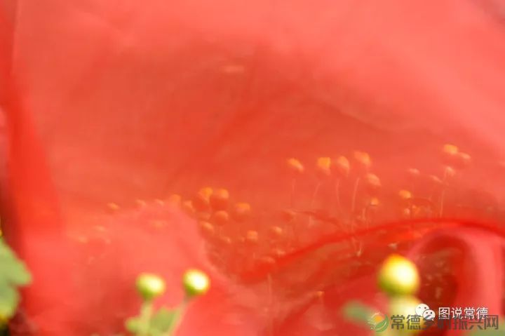 10年前我们一起走过的桃花源(图29) 图片