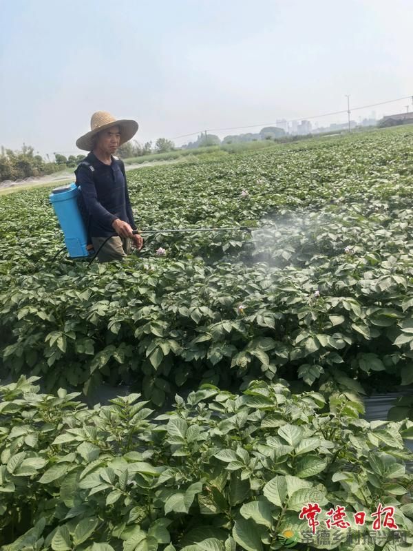 常德市农科院加强马铃薯病害防治(图2)