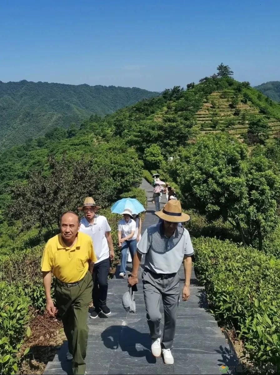 常德市茶文化促进会2025茶企对接活动走进桃源君和茶业(图16)