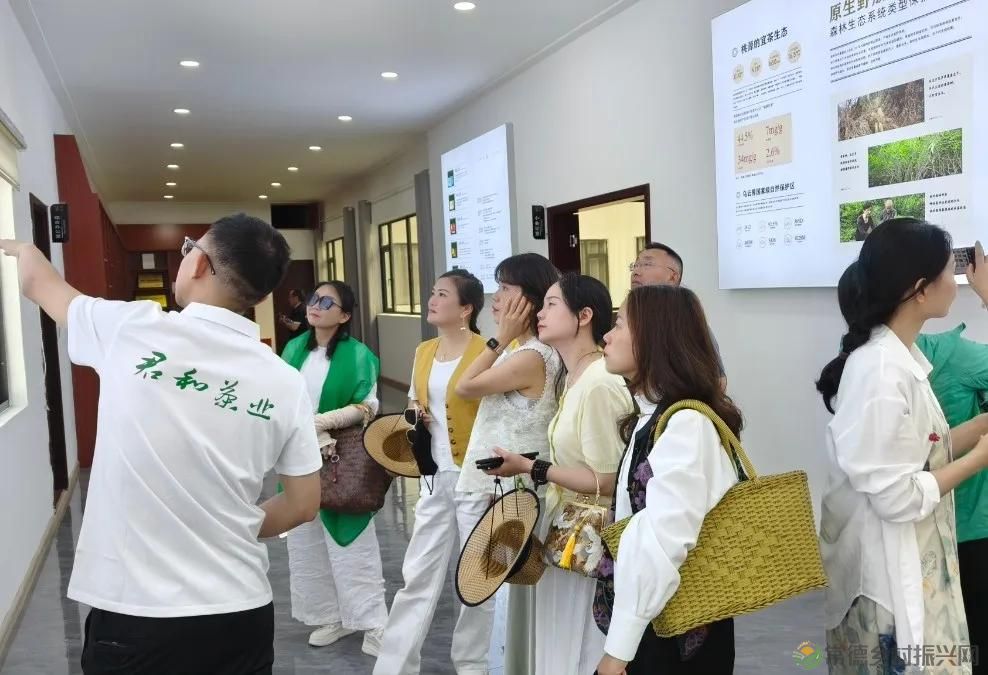 常德市茶文化促进会2025茶企对接活动走进桃源君和茶业(图28)