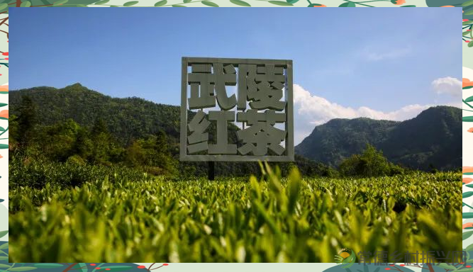 湖南红茶中的佼佼者——武陵红：茶韵天香引领行业新风尚
