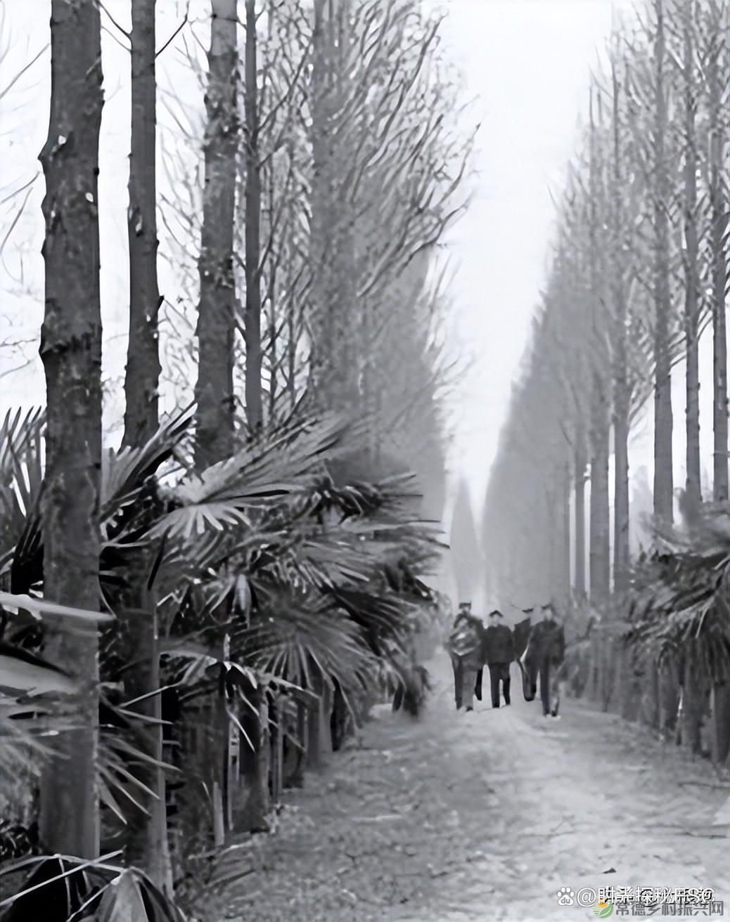 图说昔日的湖南汉寿,照片中有你熟悉的地方吗?(图2) 图说昔日的湖南汉寿,照片中有你熟悉的地方吗?(图2)