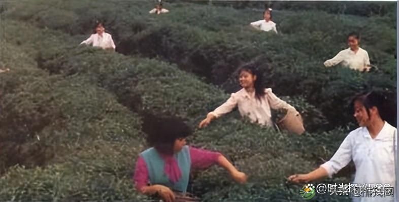 图说昔日的湖南汉寿,照片中有你熟悉的地方吗?(图33) 图说昔日的湖南汉寿,照片中有你熟悉的地方吗?(图33)