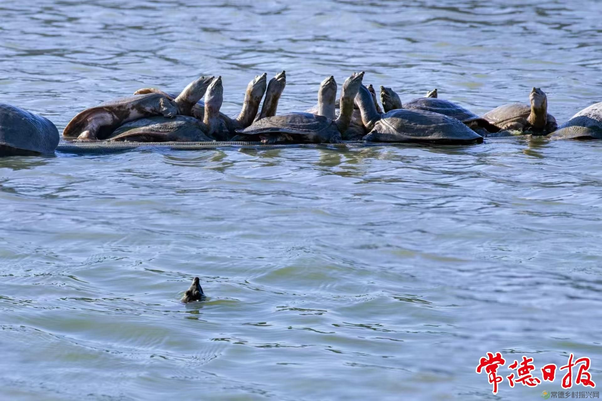 生态中华鳖 “爬”出致富路(图2)
