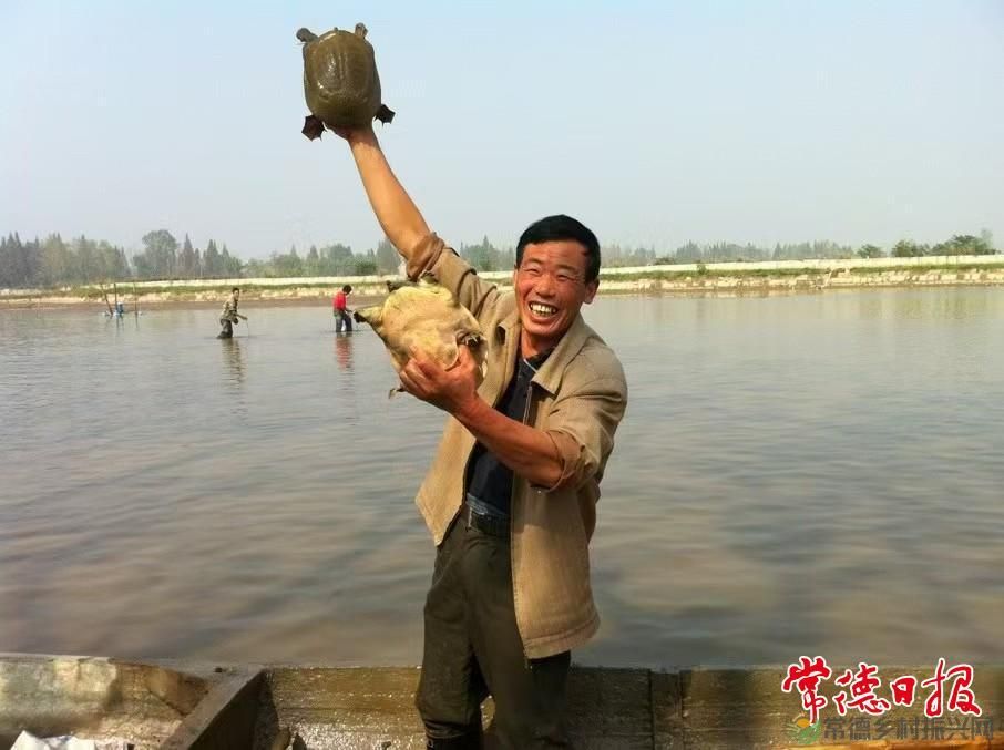 生态中华鳖 “爬”出致富路(图5)