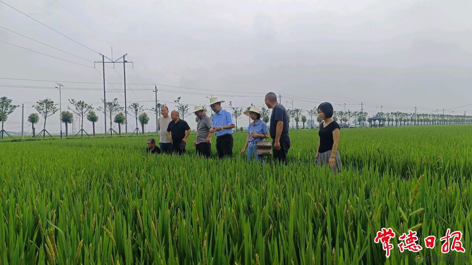 稻浪映初心 服务润沅澧——常德市农科院水稻产业专家服务团助农兴粮侧记(图3)