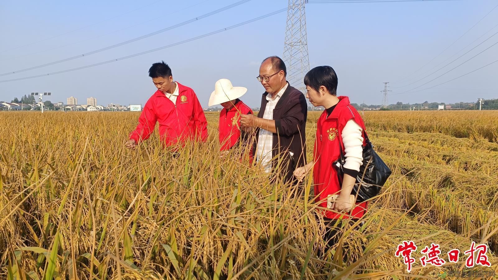 稻浪映初心 服务润沅澧——常德市农科院水稻产业专家服务团助农兴粮侧记(图6)