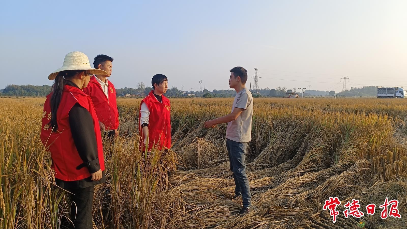 稻浪映初心 服务润沅澧——常德市农科院水稻产业专家服务团助农兴粮侧记(图8)