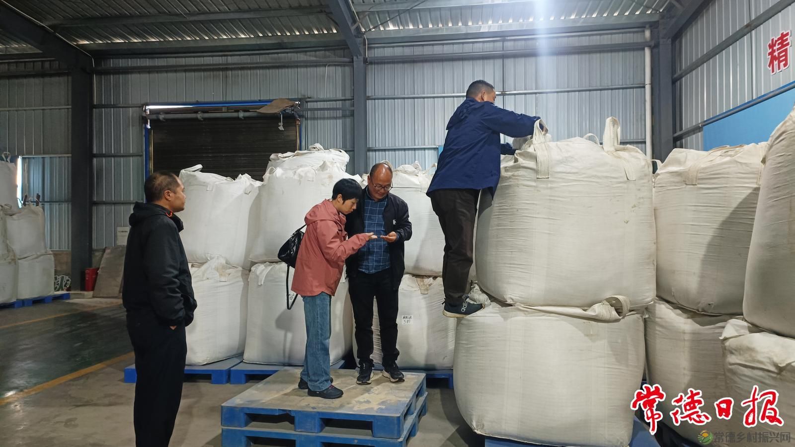 稻浪映初心 服务润沅澧——常德市农科院水稻产业专家服务团助农兴粮侧记(图9)