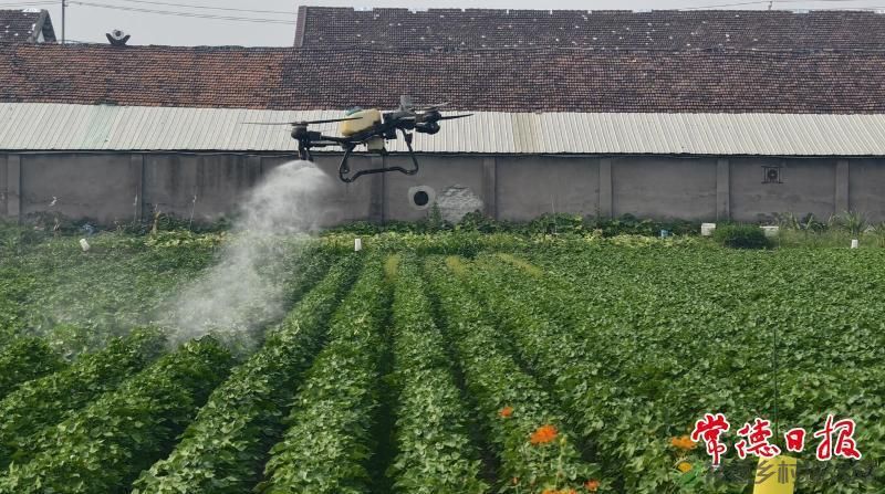 现代农业丨机采棉新品种筛选试验 助力常德棉业提质增效(图2) 现代农业丨机采棉新品种筛选试验 助力常德棉业提质增效(图2)