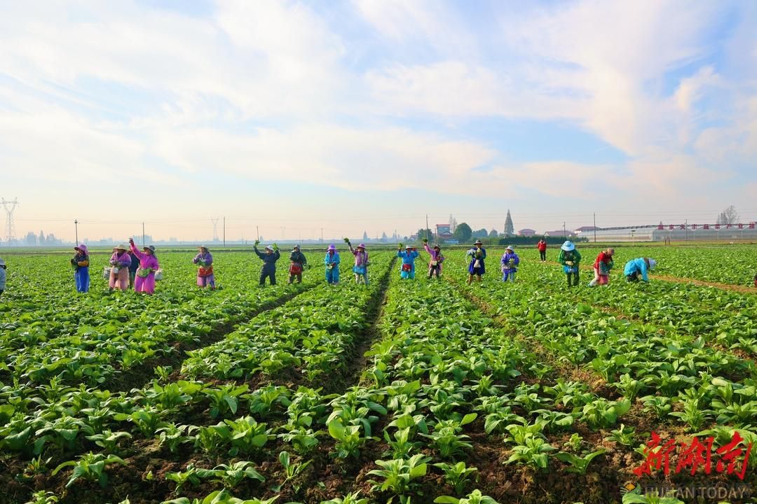 洞庭湖的“绿色答卷”：从冬闲田到增收田的逆袭