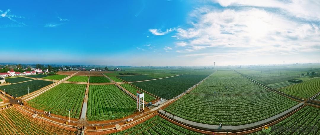 洞庭湖的“绿色答卷”：从冬闲田到增收田的逆袭(图3)