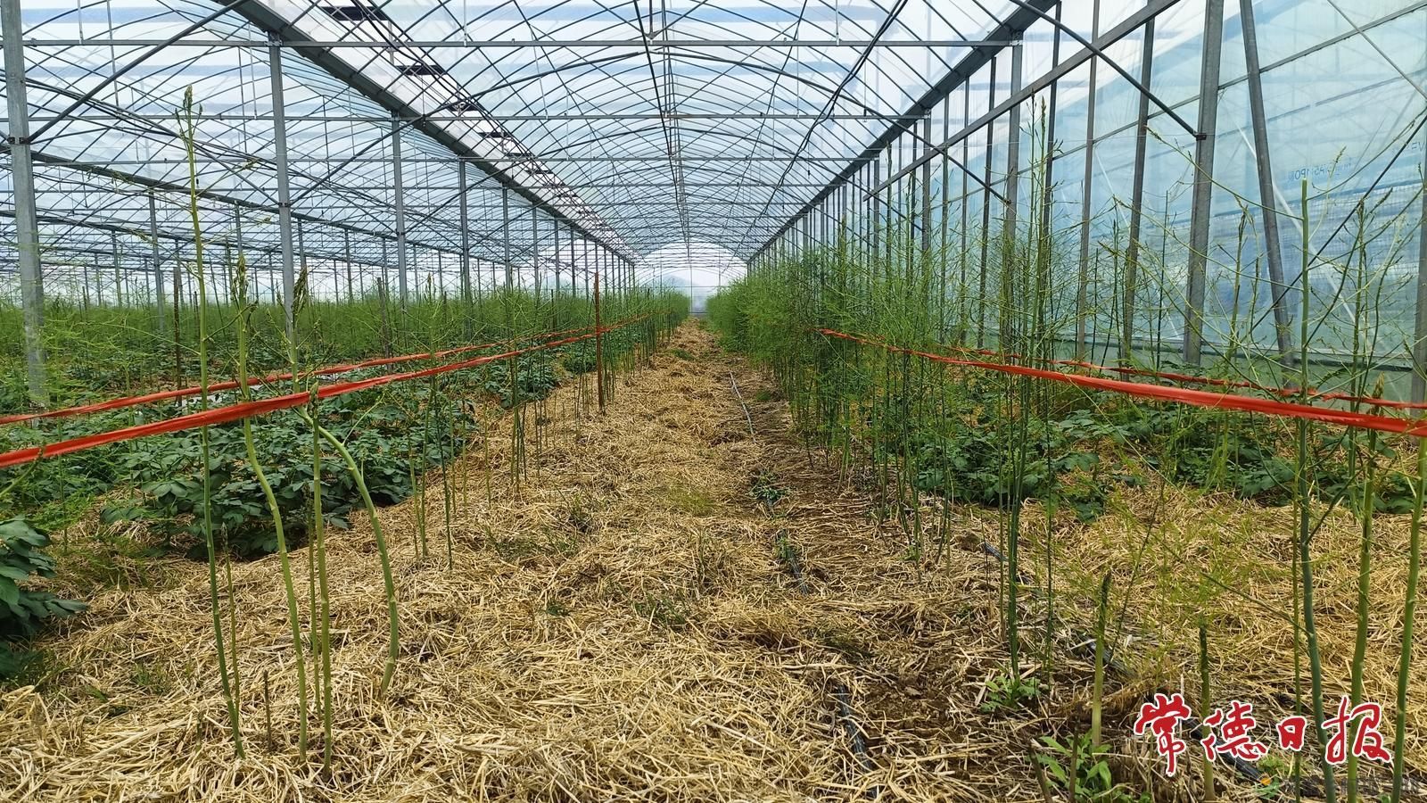 套种出新效 科技促增收——常德市农科院马铃薯团队开展芦笋套种马铃薯科研调查