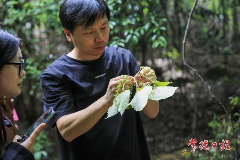 澧县太青山野生葡萄王获官方认证 填补种质资源研究空白
