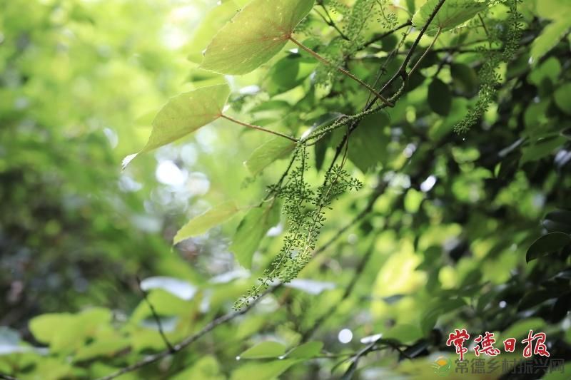 澧县太青山野生葡萄王获官方认证 填补种质资源研究空白(图2)