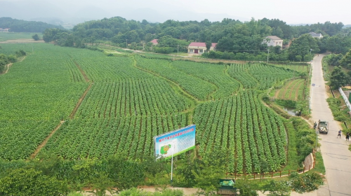 “从1到N”解锁王化村产业发展“密码”(图3) 1666334972677900.png