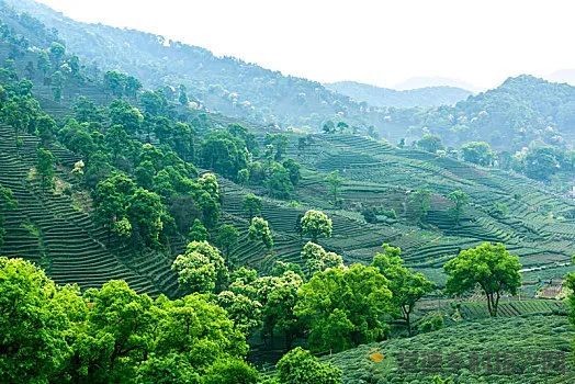 情人节,相逢在茶山,世事皆浪漫(图5) 微信图片_20230215185231.jpg