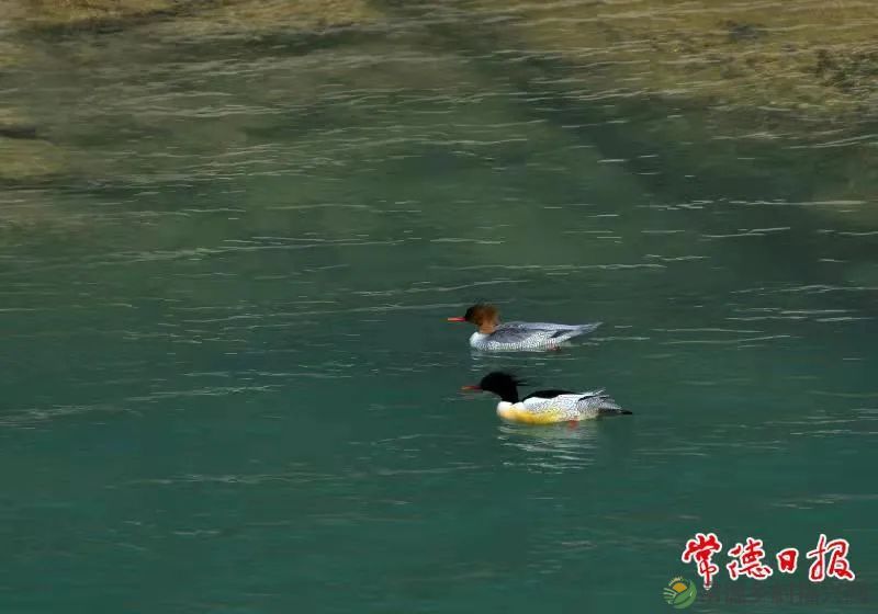 常德石门壶瓶山自然保护工作经验全省推介(图2) 微信图片_20230324193337.jpg